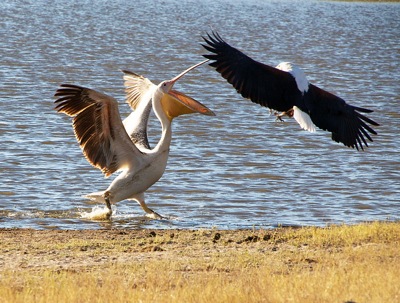 WID_4739.pelican.fisheagle1